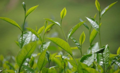 如何檢測茶葉中的農(nóng)藥殘留？
